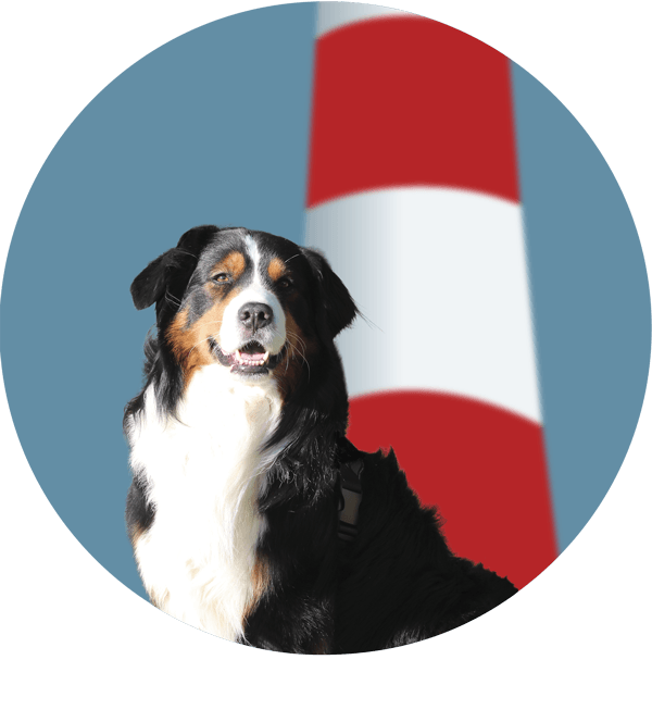 Therapiehund Bruno vom Team IN SICHT